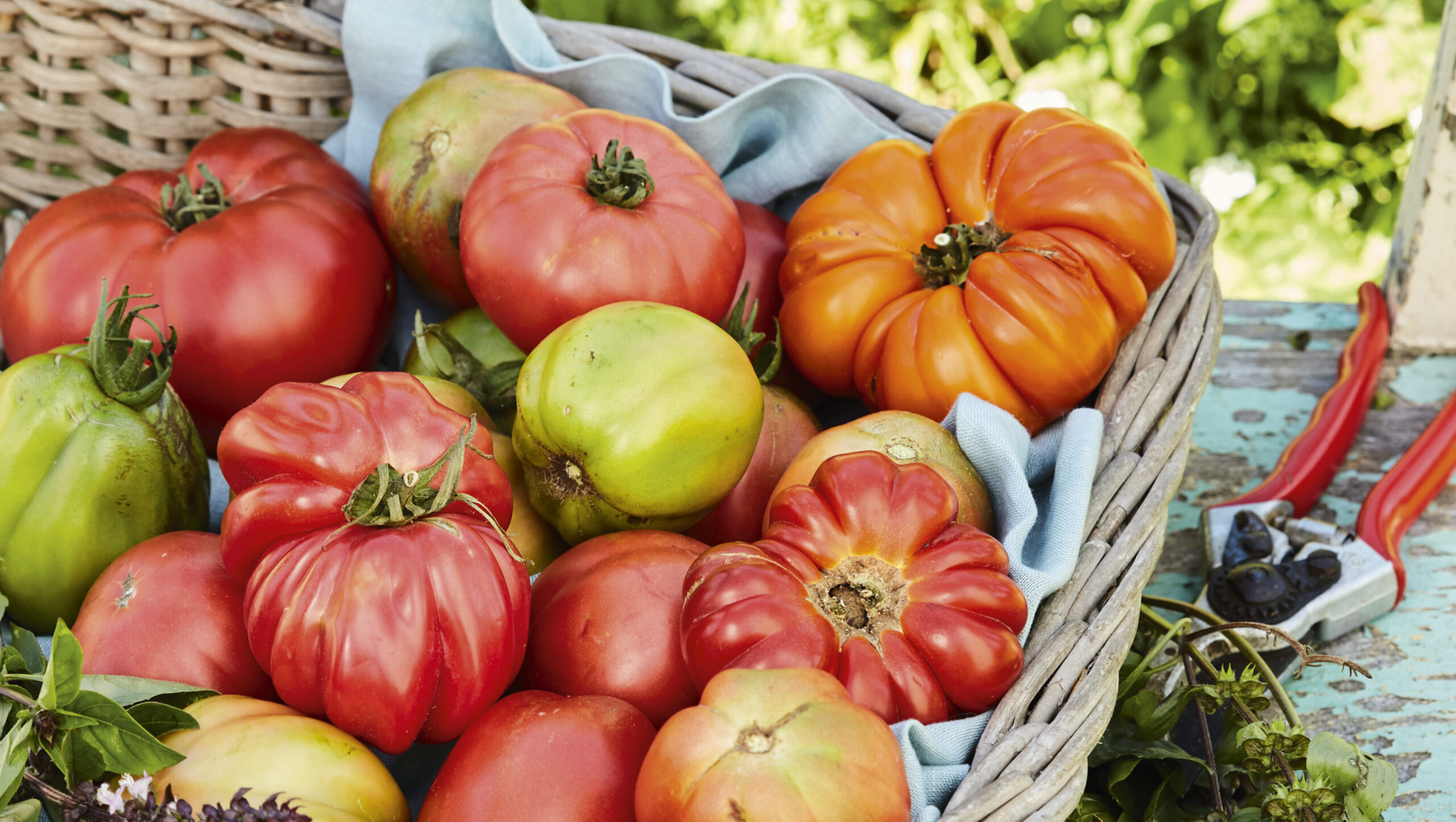 Tomatoes are a favourite here at Organic Gardener!